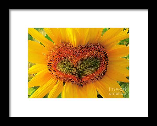 Sunflower Framed Print featuring the photograph Wild heart #1 by Gina Signore