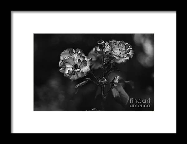 Wild Framed Print featuring the photograph Wild Rose #2 by Dariusz Gudowicz