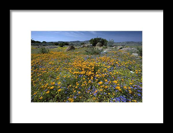 Spring Framed Print featuring the photograph Wildflowers In South Africa #1 by Bob Gibbons