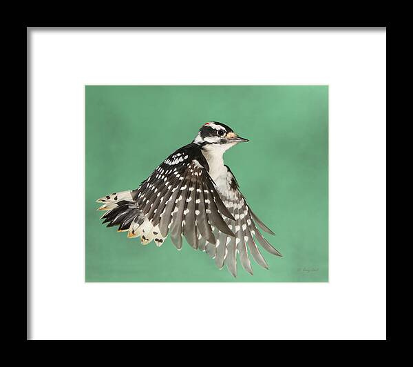Nature Framed Print featuring the photograph Wing Flaps Down #1 by Gerry Sibell