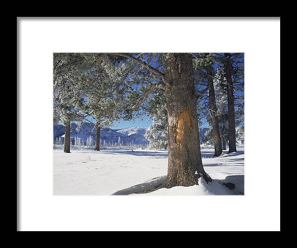 00174291 Framed Print featuring the photograph Winter In Yellowstone National Park #1 by Tim Fitzharris