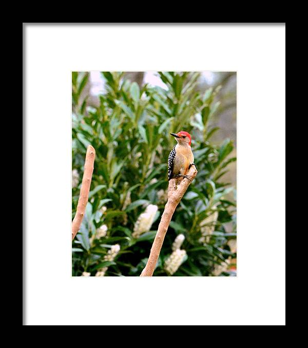 Red Headed Woodpecker Framed Print featuring the photograph Woody Would He..... #1 by Tanya Tanski