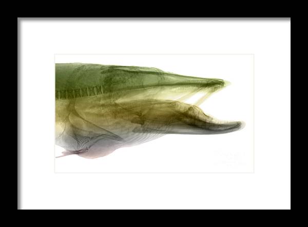 Xray Framed Print featuring the photograph X-ray Of Muskie #1 by Ted Kinsman