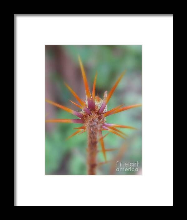 Flower Framed Print featuring the photograph Zestful #1 by Holy Hands