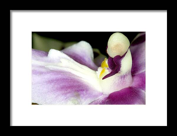 Orchid Framed Print featuring the photograph Exotic Orchid Flower #10 by C Ribet