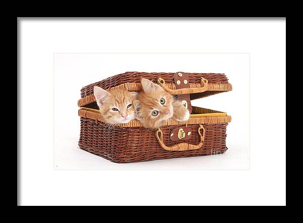 Animal Framed Print featuring the photograph Kittens #10 by Mark Taylor
