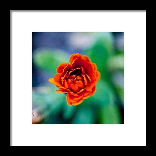Instagram Framed Print featuring the photograph #macro #macroporn #macrophotography #10 by Uriel Gonzalez