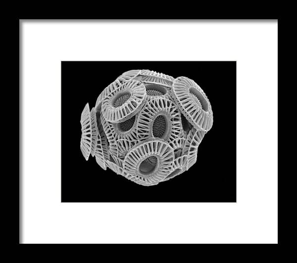 Emiliana Huxleyi Framed Print featuring the photograph Calcareous Phytoplankton, Sem #11 by Steve Gschmeissner