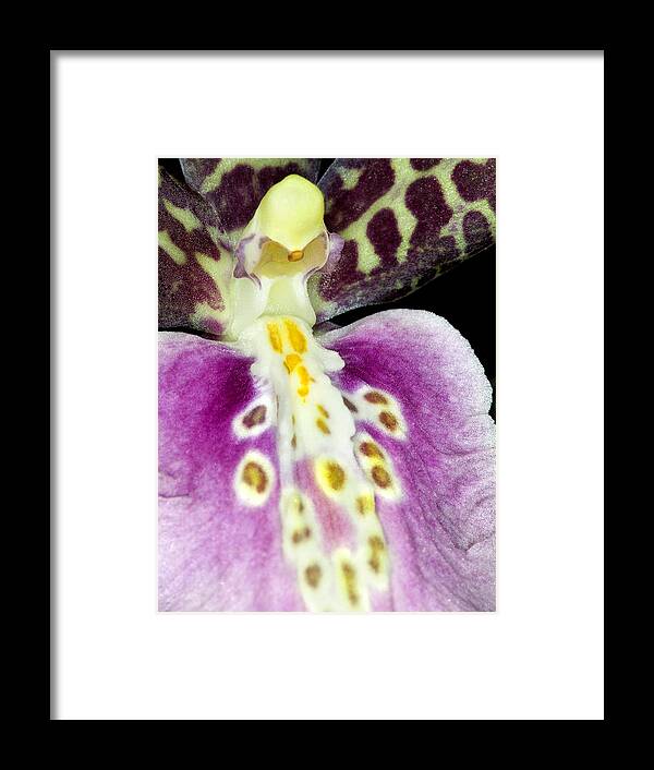 Orchid Framed Print featuring the photograph Exotic Orchid Flower #11 by C Ribet