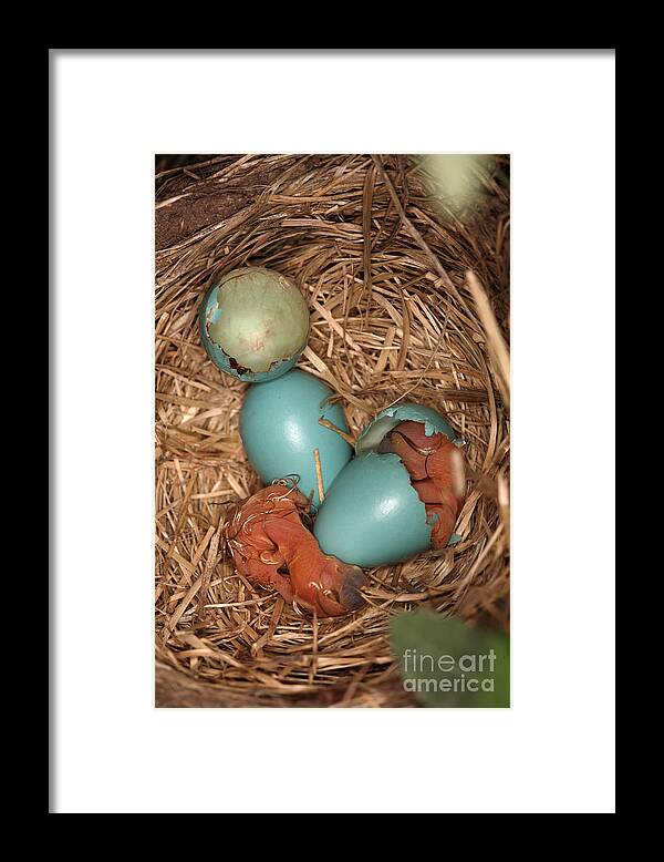 Robin Egg Framed Print featuring the Newborn Robin Nestlings #11 by Ted Kinsman