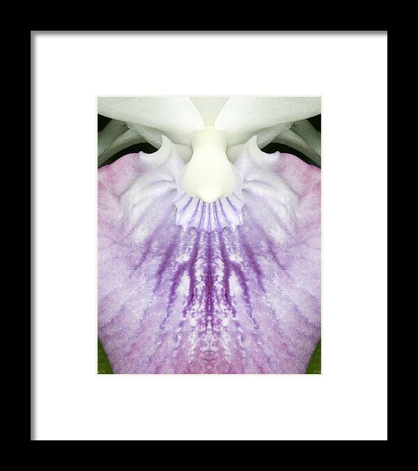 Ribet Framed Print featuring the photograph Orchid Flower Bloom #11 by C Ribet