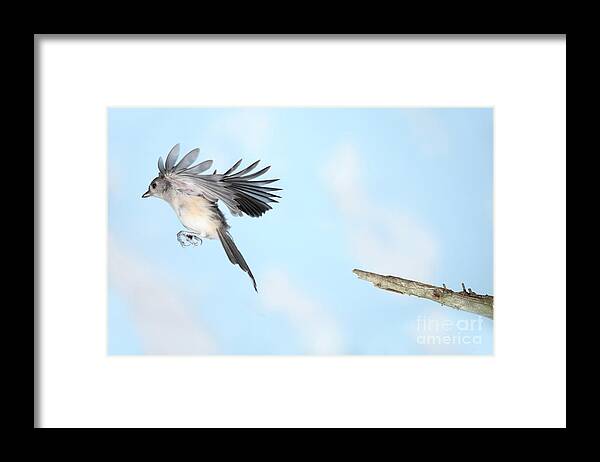 Tufted Titmouse Framed Print featuring the photograph Tufted Titmouse In Flight #12 by Ted Kinsman