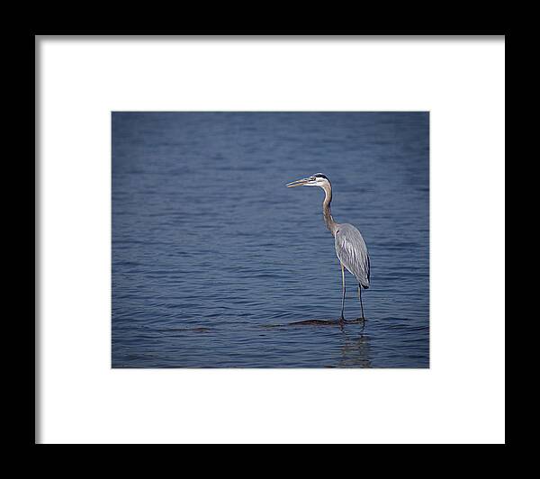 Arkansas Framed Print featuring the photograph 1206-9280 Great Blue Heron 1 by Randy Forrester