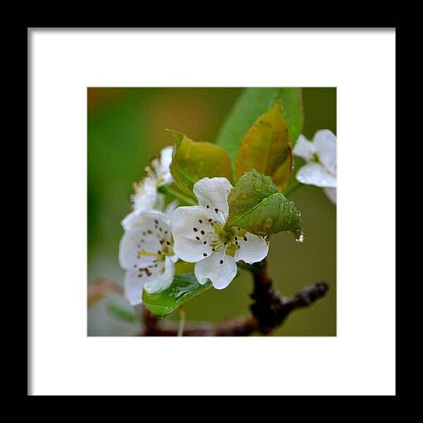 Flower Framed Print featuring the photograph Instagram Photo #131344394748 by Andrea Stocker