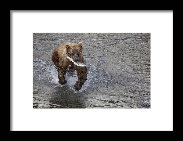 Mp Framed Print featuring the photograph Grizzly Bear Ursus Arctos Horribilis #14 by Matthias Breiter
