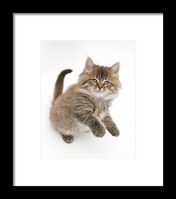 Animal Framed Print featuring the photograph Maine Coon Kitten #14 by Mark Taylor