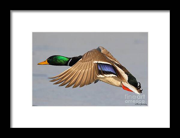 Male Mallard Duck Framed Print featuring the photograph Male Mallard Duck in Flight #14 by Steve Javorsky