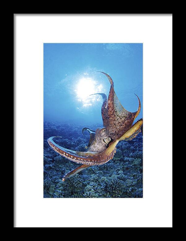30-csm0241 Framed Print featuring the photograph Hawaii, Day Octopus #15 by Dave Fleetham - Printscapes