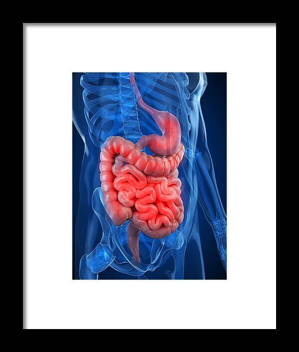Vertical Framed Print featuring the digital art Healthy Digestive System, Artwork #16 by Sciepro
