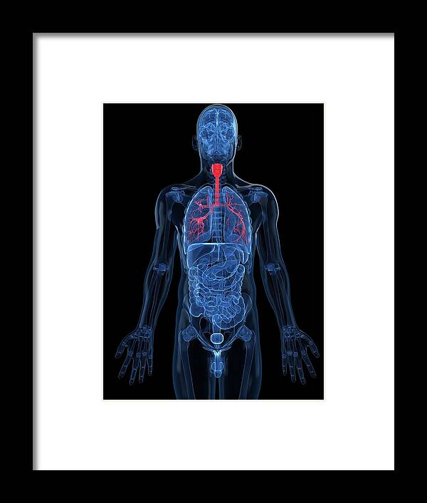 Vertical Framed Print featuring the digital art Human Lungs, Artwork #17 by Sciepro