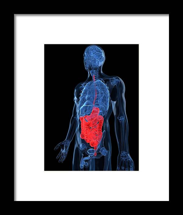 Vertical Framed Print featuring the digital art Healthy Digestive System, Artwork #19 by Sciepro