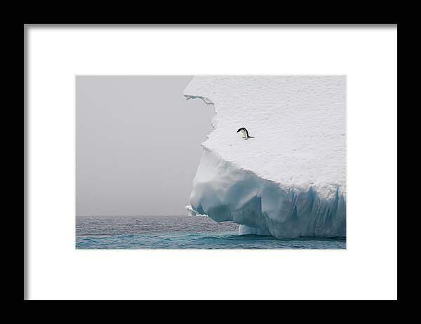 Mp Framed Print featuring the photograph Adelie Penguin Pygoscelis Adeliae #2 by Suzi Eszterhas