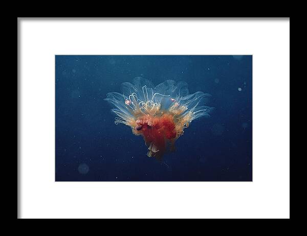 00084813 Framed Print featuring the photograph Arctic Jellyfish Off Baffin Island #2 by Flip Nicklin