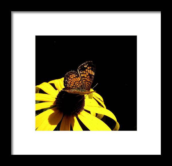 Butterfly Framed Print featuring the photograph 2 Beauties In One by Kim Galluzzo