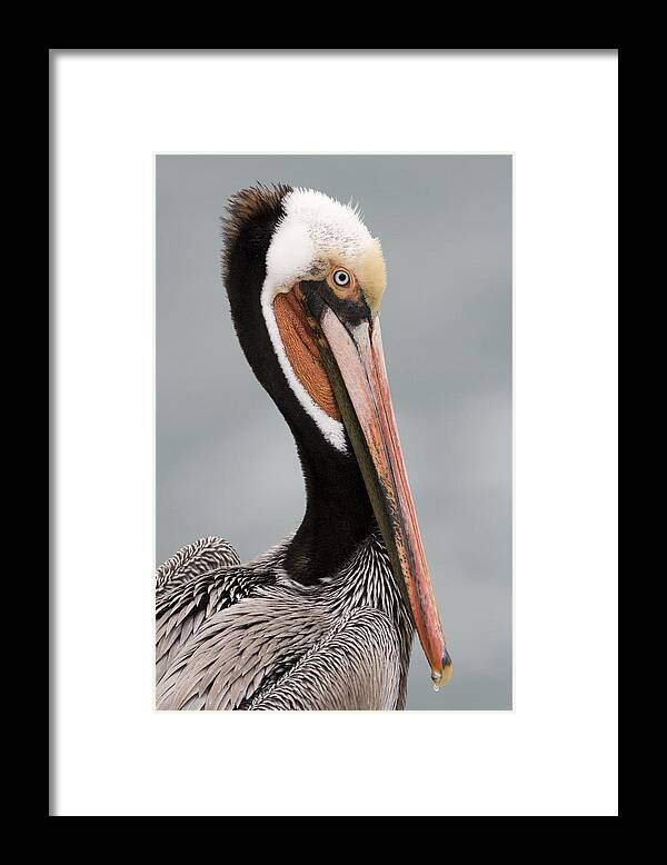 00429836 Framed Print featuring the photograph Brown Pelican In Breeding Plumage La by Sebastian Kennerknecht