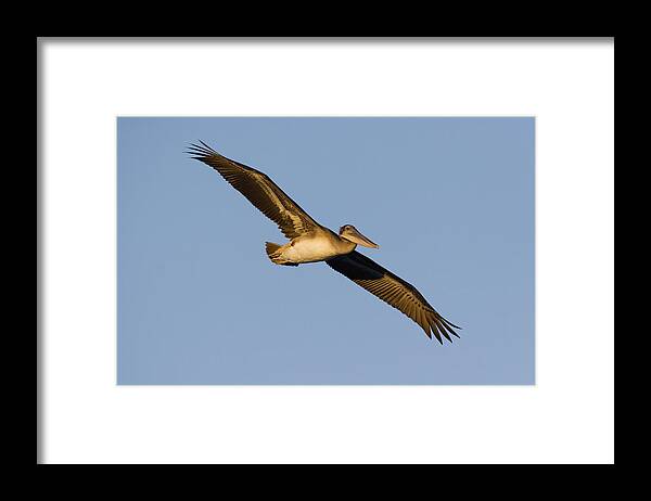 00429758 Framed Print featuring the photograph Brown Pelican Juvenile Flying by Sebastian Kennerknecht