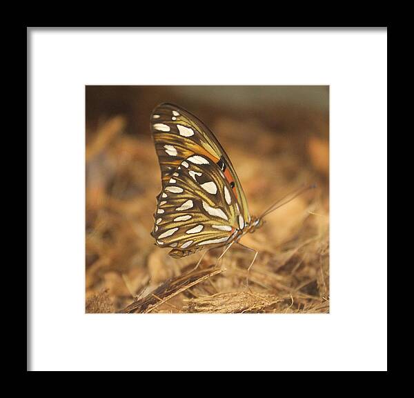 Butterfly Framed Print featuring the photograph Butterfly #2 by Rebecca Frank