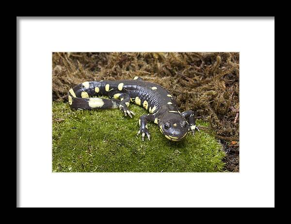 00429813 Framed Print featuring the photograph California Tiger Salamander Monterey #2 by Sebastian Kennerknecht