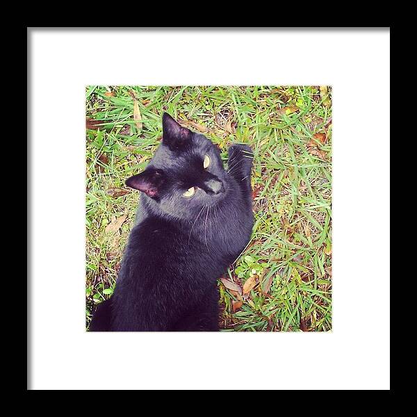 Petstagram Framed Print featuring the photograph #cat #cats #tagsforlikes.com #catsagram #2 by Jinxi The House Cat