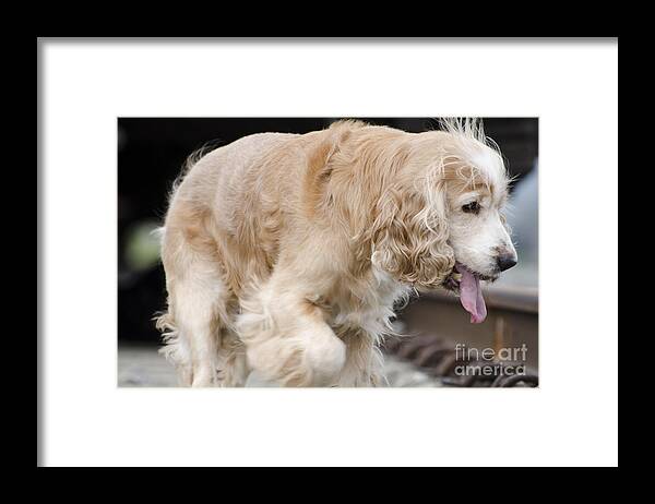 Dog Framed Print featuring the photograph Dog walking #2 by Mats Silvan