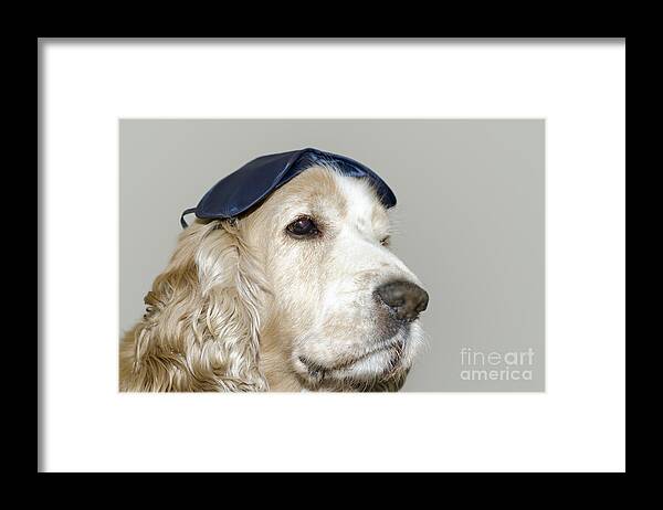 Dog Framed Print featuring the photograph Dog with a sleep mask #2 by Mats Silvan