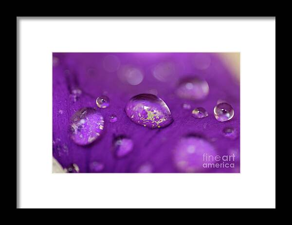 Drop Framed Print featuring the photograph Drops on a purple petal #2 by Sami Sarkis