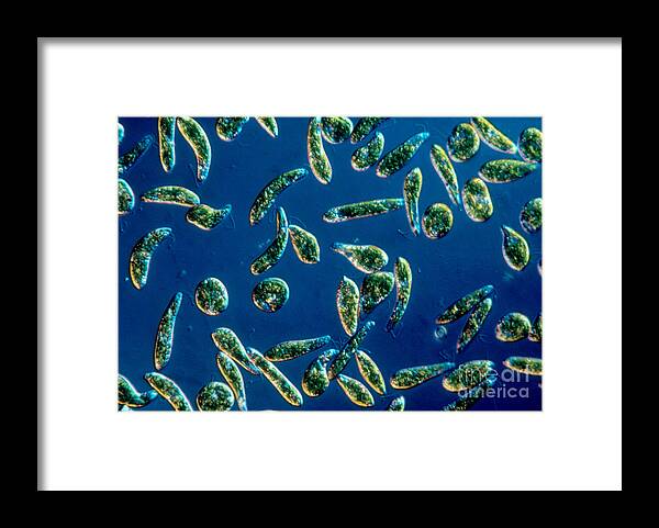 Magnified Framed Print featuring the photograph Euglena Gracilis #2 by Eric V. Grave