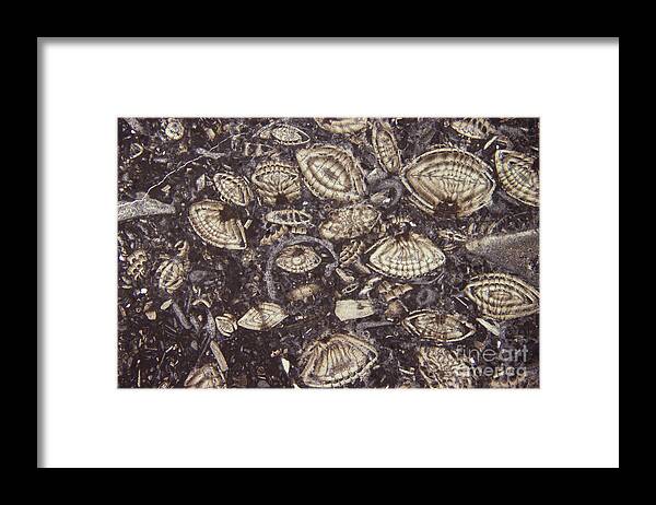 Science Framed Print featuring the photograph Foraminiferous Limestone Lm #2 by M. I. Walker