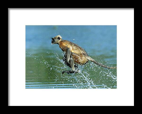 Mp Framed Print featuring the photograph Hanuman Langur Semnopithecus Entellus #2 by Cyril Ruoso