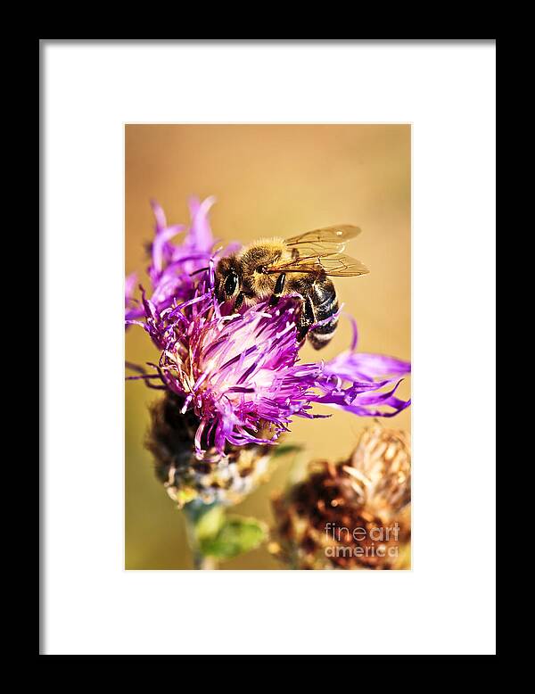 Honey Framed Print featuring the photograph Honey bee 1 by Elena Elisseeva