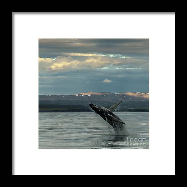 Humpback Whale Framed Print featuring the photograph Humpback Whale #2 by Jorgen Norgaard