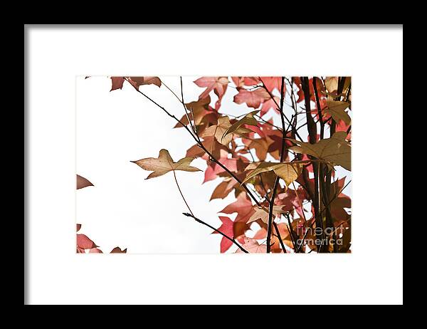 Summer Framed Print featuring the photograph Indian Summer #2 by Yurix Sardinelly