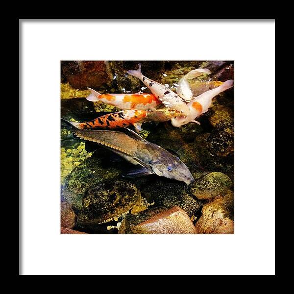 Koi Framed Print featuring the photograph #koi #catfish #preusspets #2 by Harvey Christian