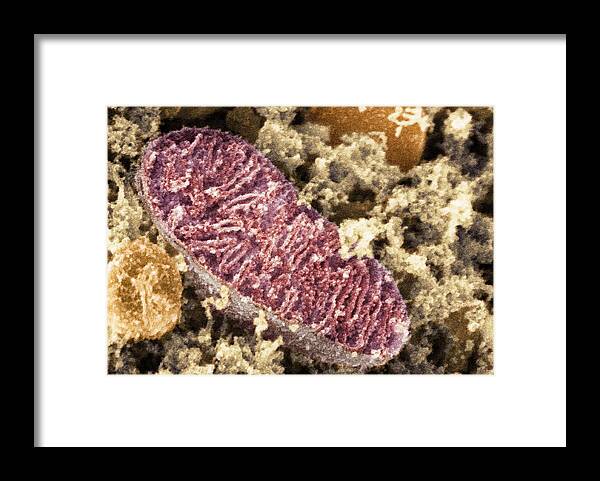 Mitochondrion Framed Print featuring the photograph Mitochondrion, Sem #2 by Dr David Furness, Keele University