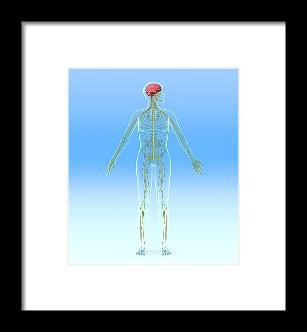 Brain Framed Print featuring the photograph Nervous System, Artwork #2 by Roger Harris