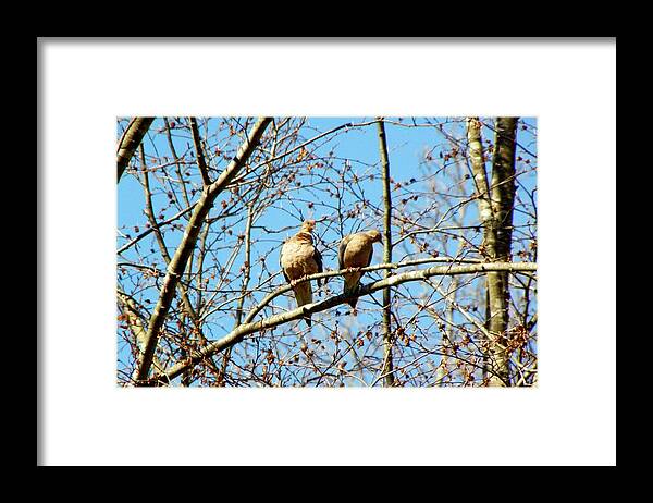 Morning Doves Framed Print featuring the photograph 2 Not Turtle Doves by Kim Galluzzo