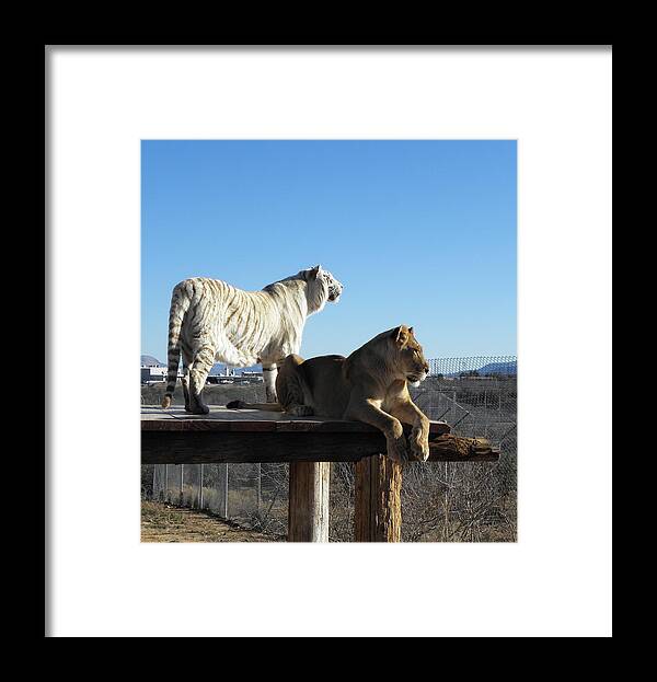 Tiger Framed Print featuring the photograph 2 Of The Same But Different by Kim Galluzzo