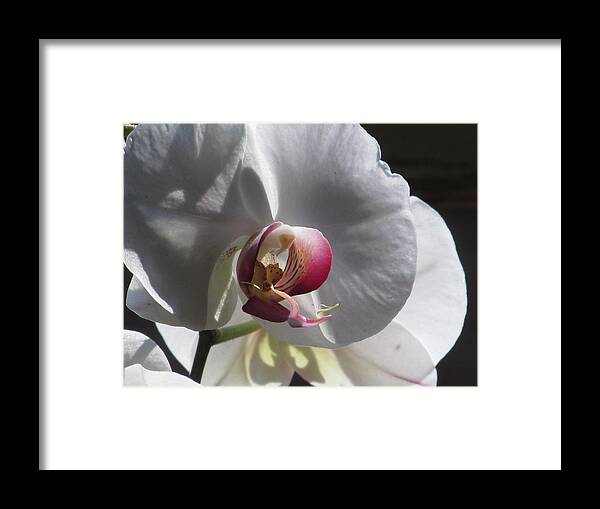 White Orchid Framed Print featuring the photograph Orchid Macro #2 by Alfred Ng