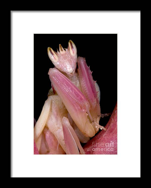 Malaysian Orchid Mantis Framed Print featuring the photograph Orchid Mantis #2 by Dant Fenolio