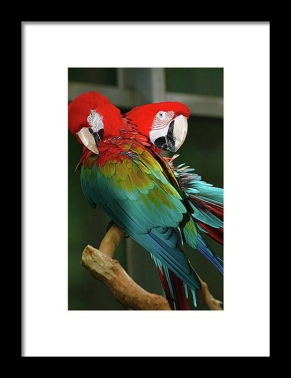 Hovind Framed Print featuring the photograph 2 Red Macaws by Scott Hovind